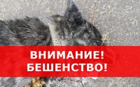 Об установлении ограничительных мероприятий по бешенству на территории СНТ"Электровозник2" Каменского городского округа