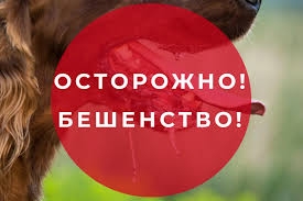 Об установлении ограничительных мероприятий по бешенству на территории деревни Черемисская Каменского городского округа